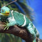 Unveiling the Truth: Are Chameleons Dangerous?