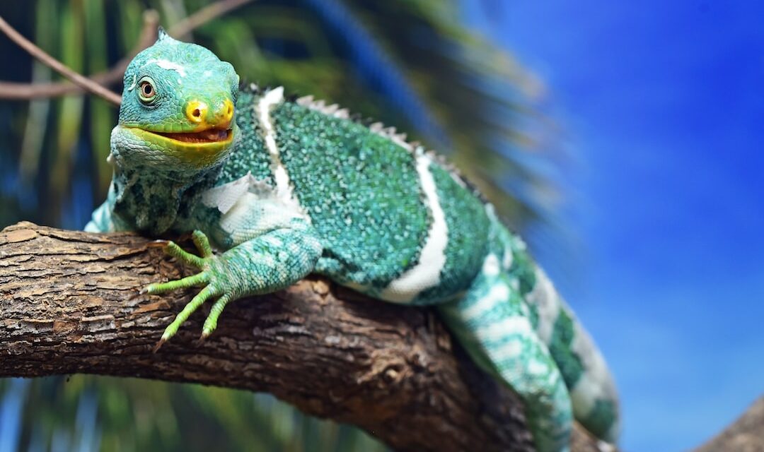 The Colorful World of Chameleon Lizards: A Closer Look at Their Amazing Adaptations