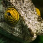 Are Chameleons Poisonous? Separating Fact from Fiction