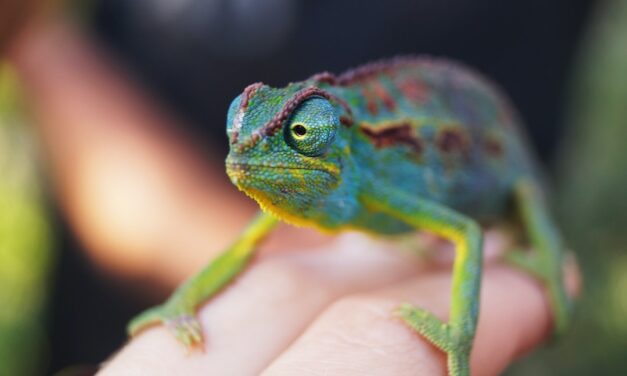 Creating the Perfect Chameleon Habitat: Tips and Tricks for a Happy and Healthy Pet