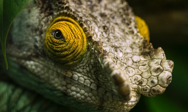 Are Chameleons Poisonous? Separating Fact from Fiction